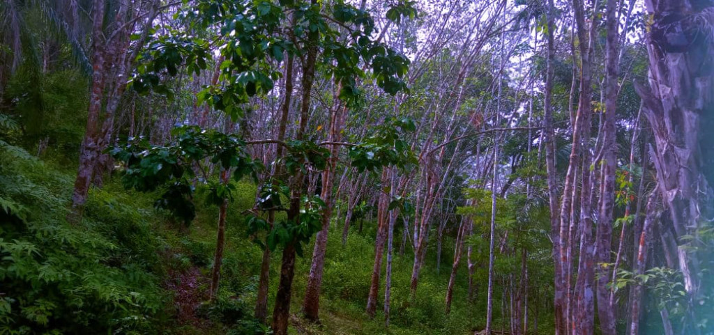Pohon karet dengan lahar 1 hektar dalam sekali sebulan dapat menghasilkan sekitar Rp.3.000.000,00.
