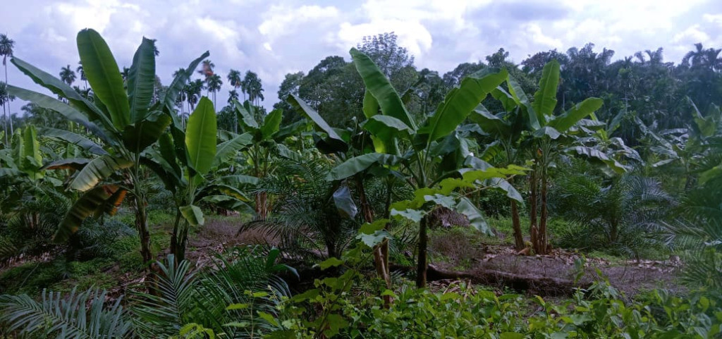 Pohon pisang sekali panen per bulannnya dapat menghasilkan kurang lebih Rp.15.000.000,00. 